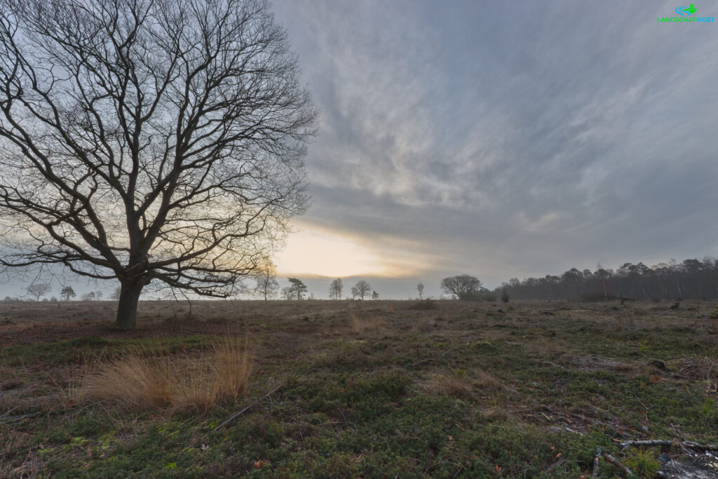 Heide op de sallandse heuvelrug