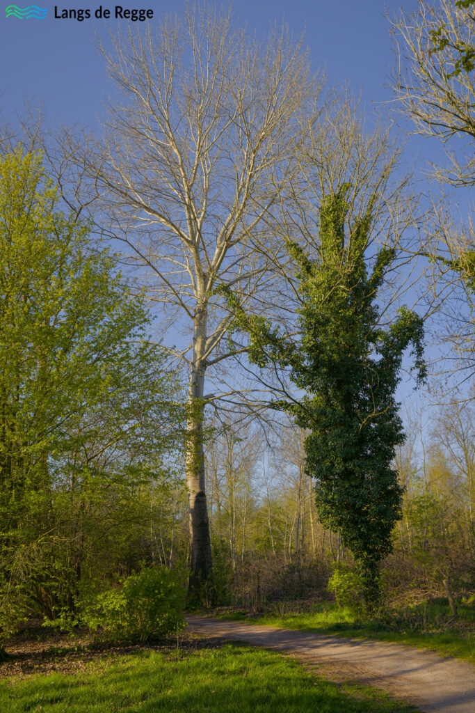 Bomenpracht in het Mozartpark in Nijverdal