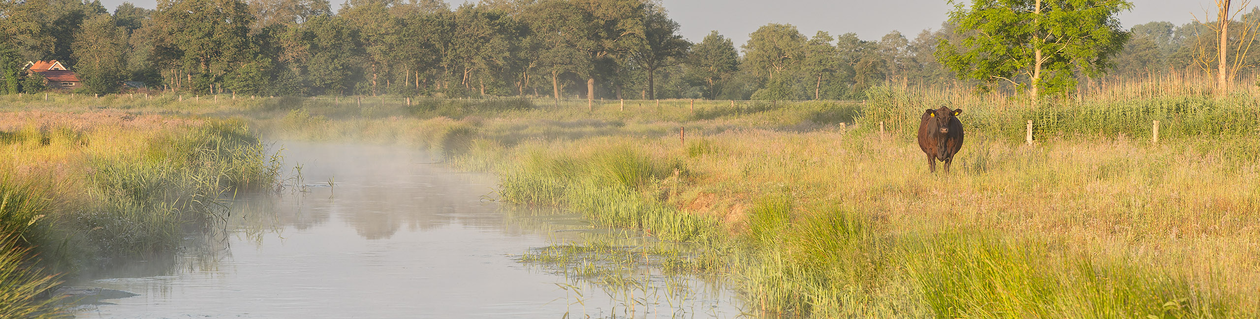 Koe aan de Regge