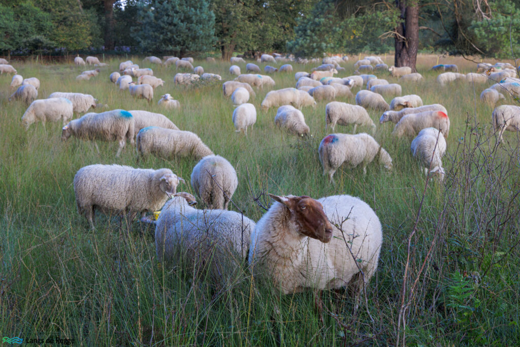 Schapen