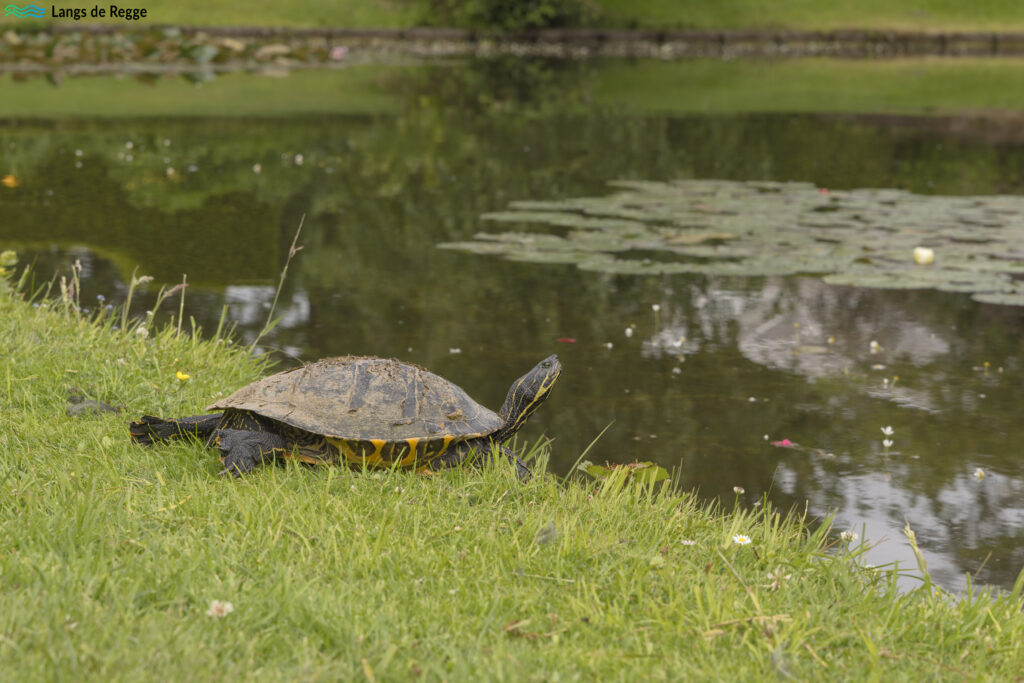 Schildpad